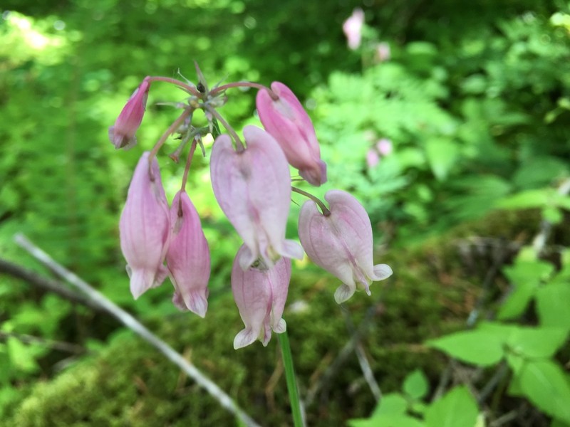 Pacific Bleeding Heart photo 6