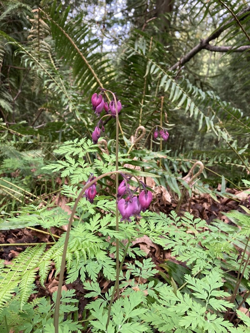 Pacific Bleeding Heart photo 7
