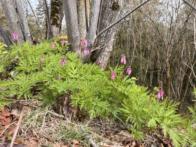 Pacific Bleeding Heart photo 8