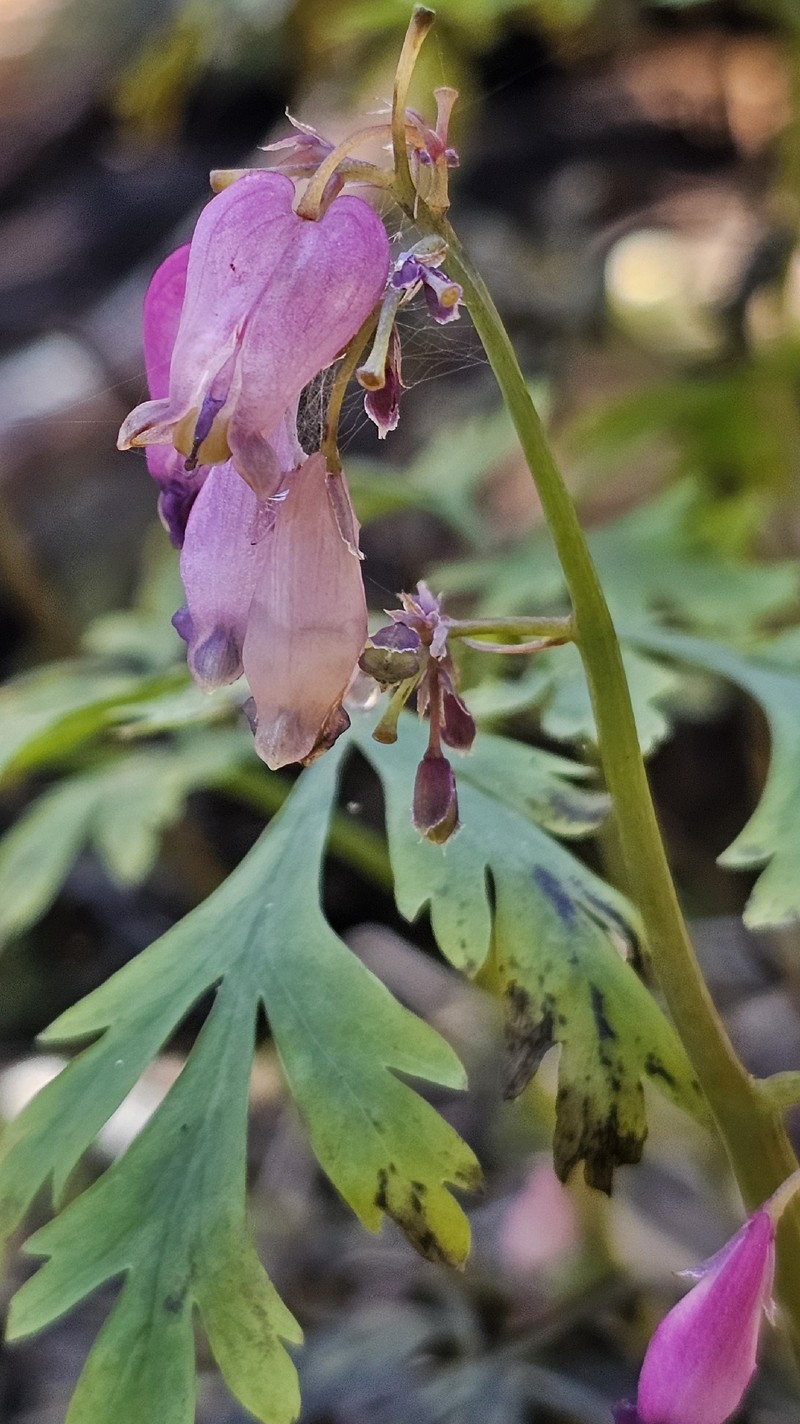 Dicentra formosa subsp. formosa