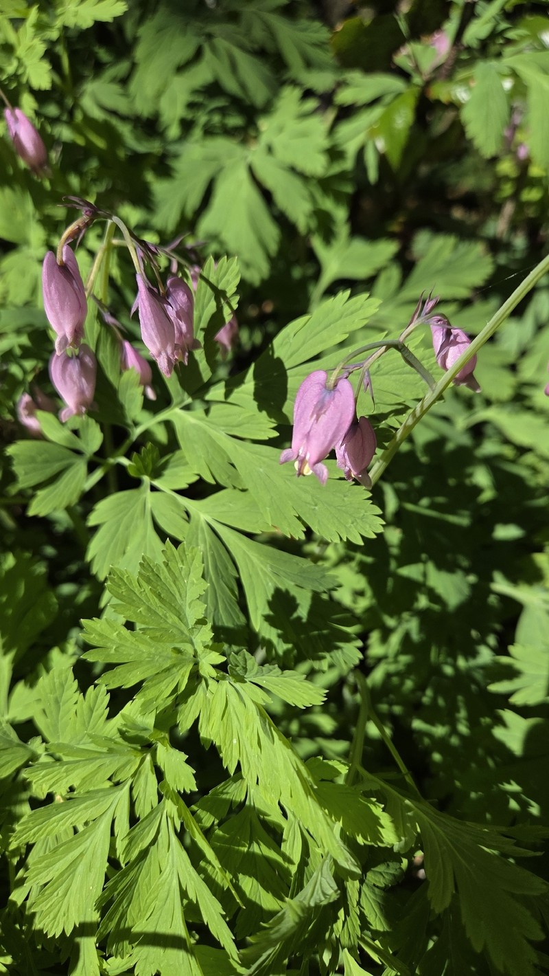 Dicentra formosa subsp. formosa photo 2