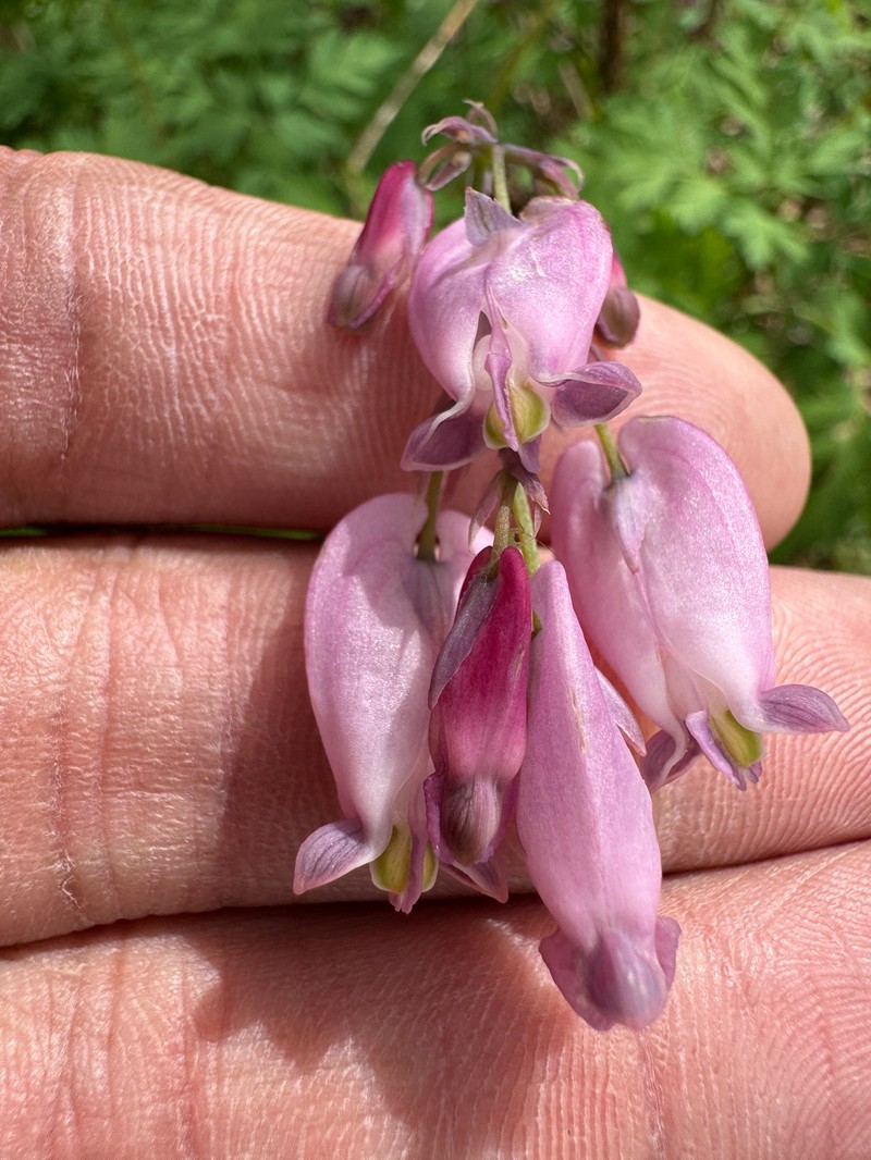 Dicentra formosa subsp. formosa photo 3
