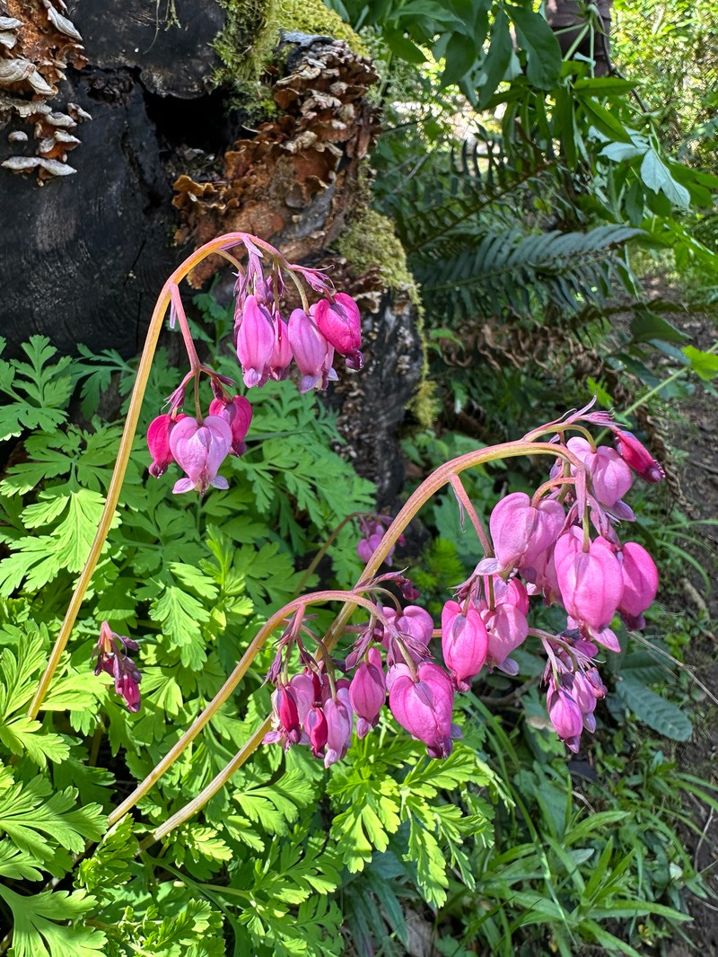 Dicentra formosa subsp. formosa photo 4