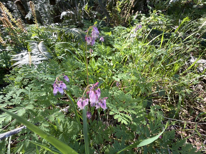 Dicentra formosa subsp. formosa photo 5