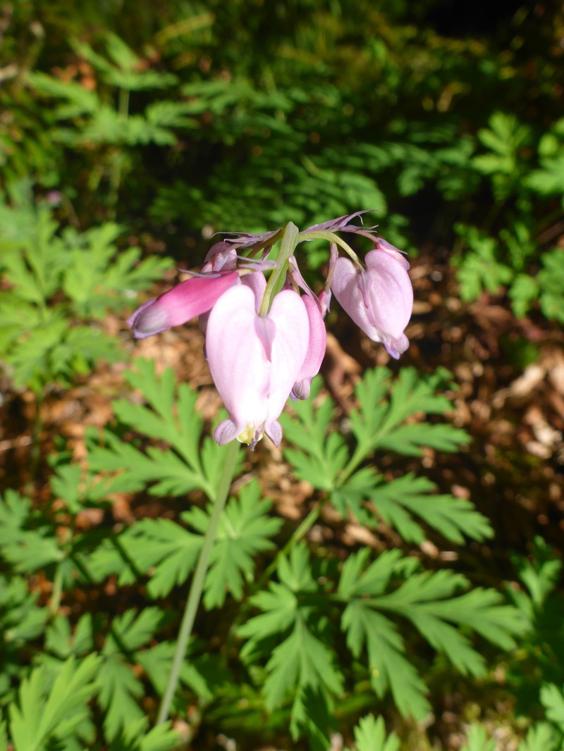 Dicentra formosa subsp. formosa photo 6