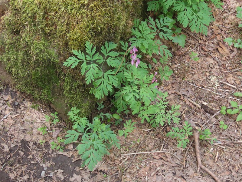 Dicentra formosa subsp. formosa photo 7
