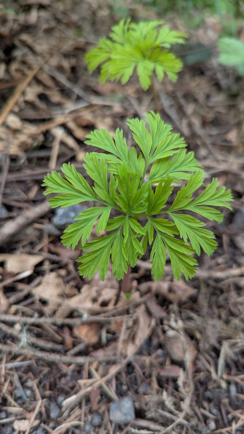 Dicentra formosa subsp. formosa photo 8