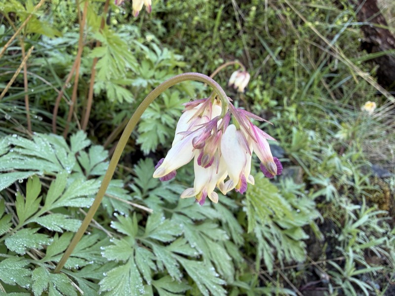 Dicentra formosa subsp. oregona
