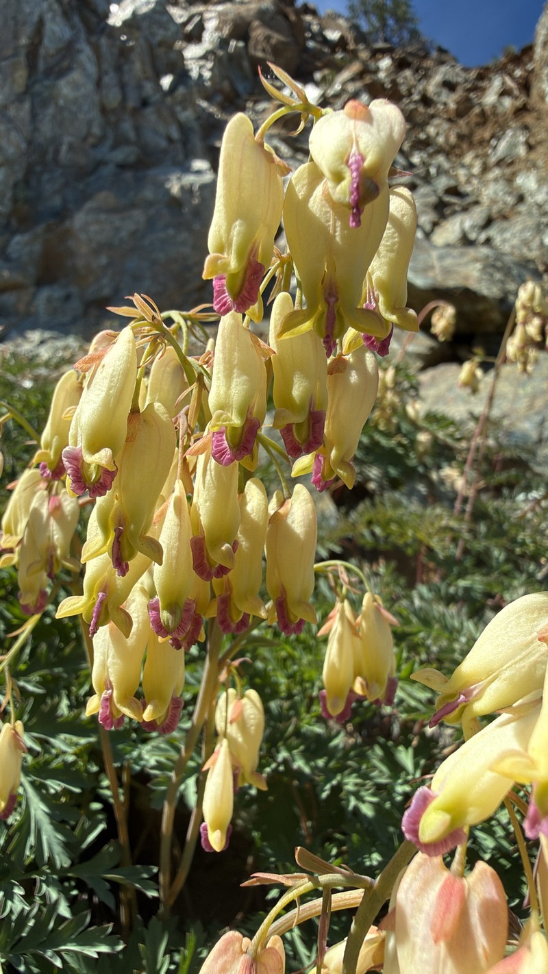 Dicentra formosa subsp. oregona photo 2
