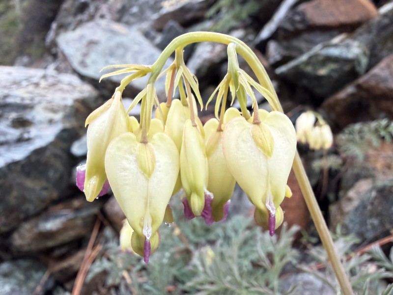 Dicentra formosa subsp. oregona photo 3