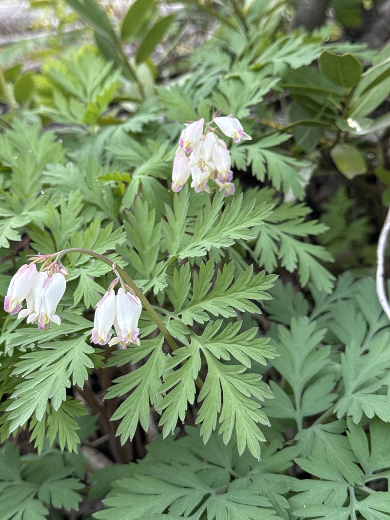 Dicentra formosa subsp. oregona photo 4