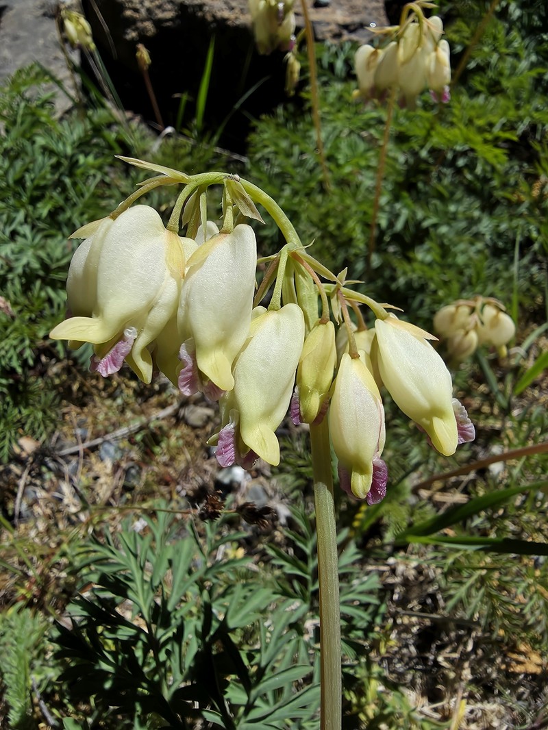 Dicentra formosa subsp. oregona photo 5