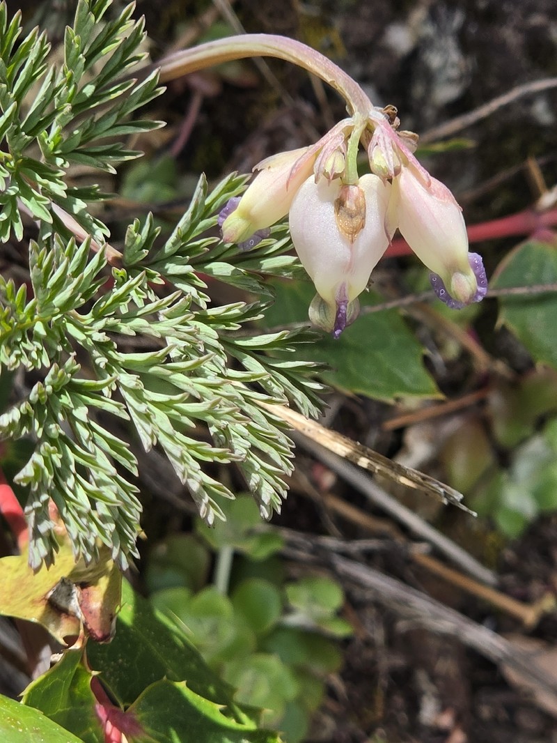 Dicentra formosa subsp. oregona photo 6
