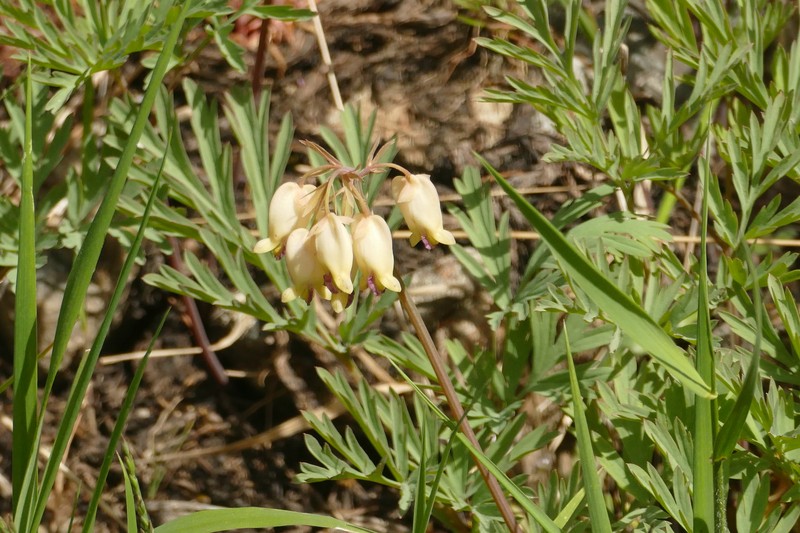 Dicentra formosa subsp. oregona photo 7