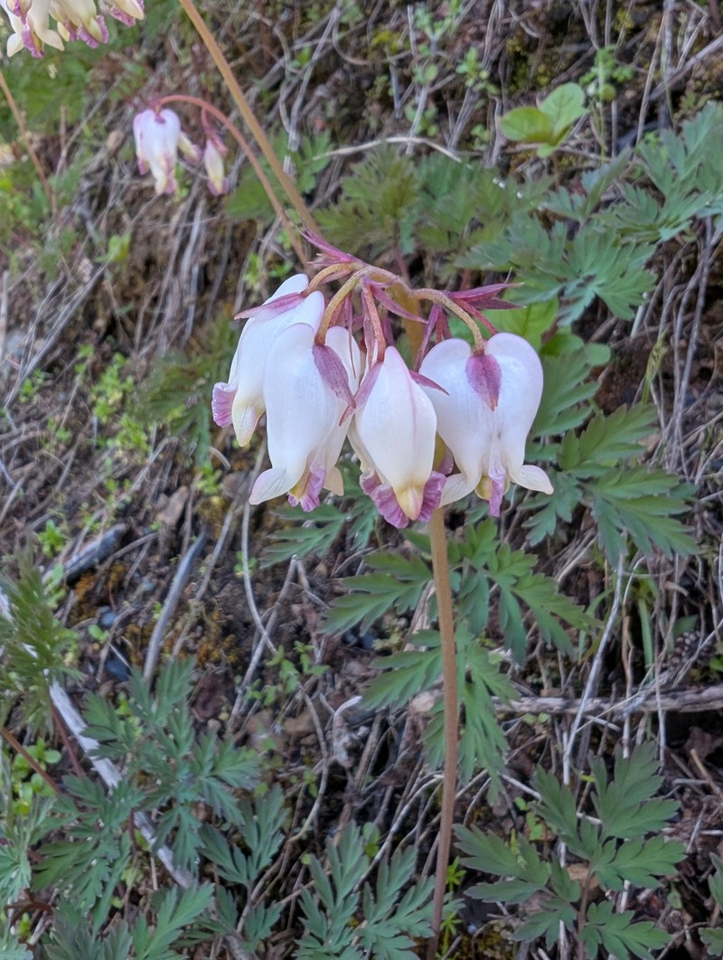 Dicentra formosa subsp. oregona photo 8