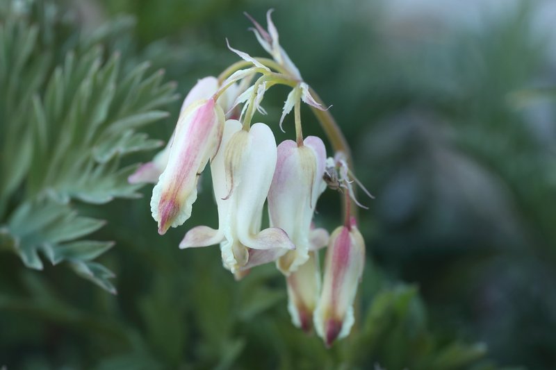 Sierra Bleeding Heart