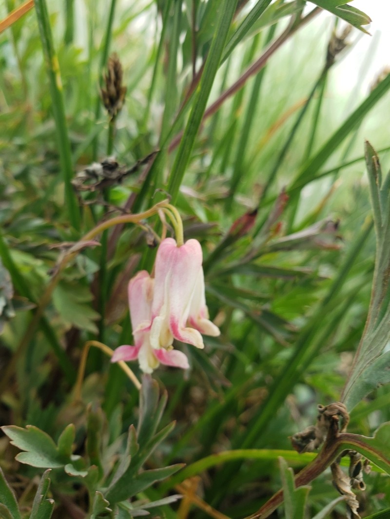 Sierra Bleeding Heart