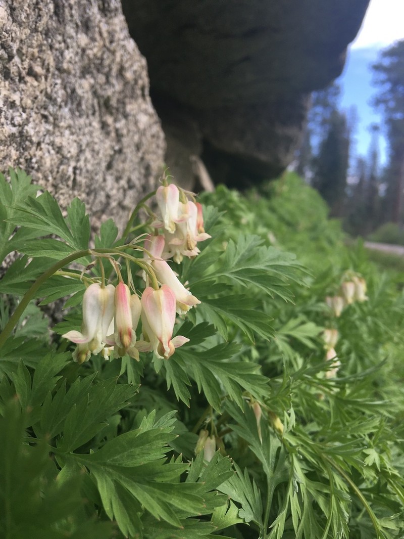 Sierra Bleeding Heart photo 3
