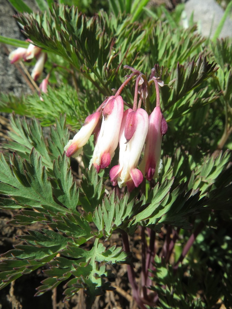 Sierra Bleeding Heart photo 4