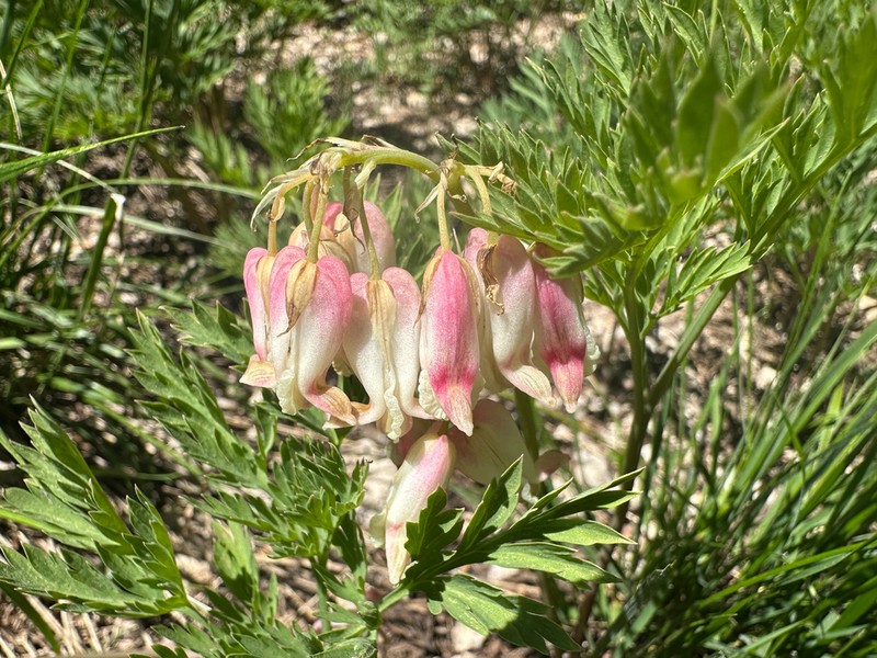Sierra Bleeding Heart photo 5