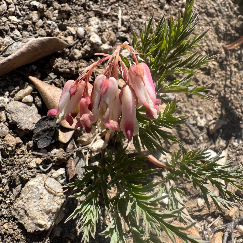 Sierra Bleeding Heart photo 6