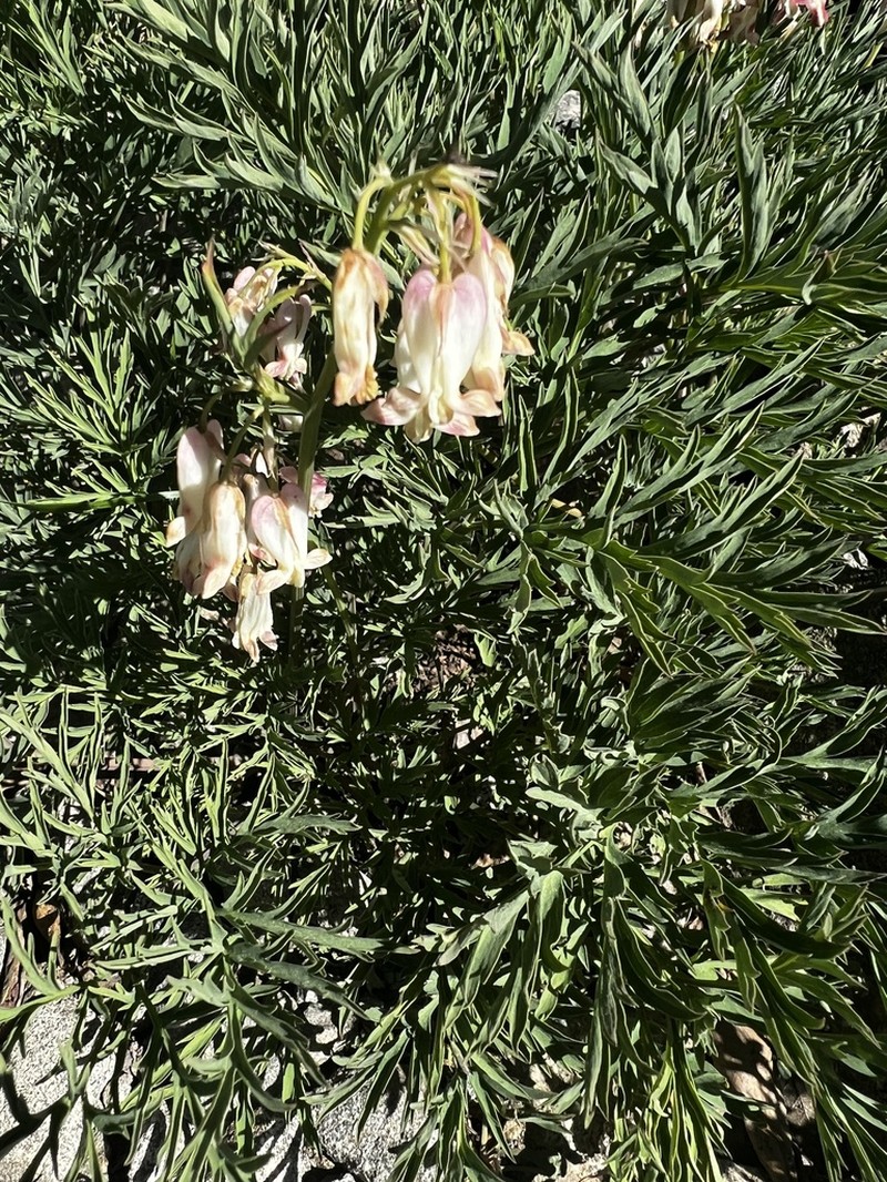 Sierra Bleeding Heart photo 7