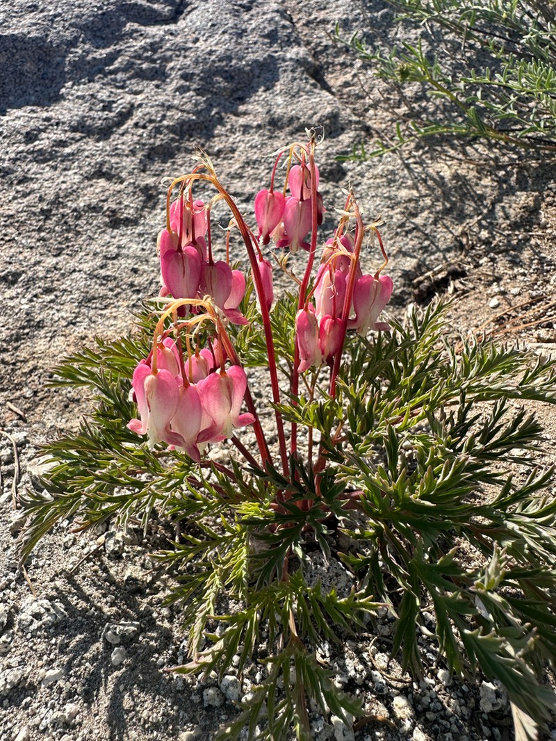 Sierra Bleeding Heart photo 8