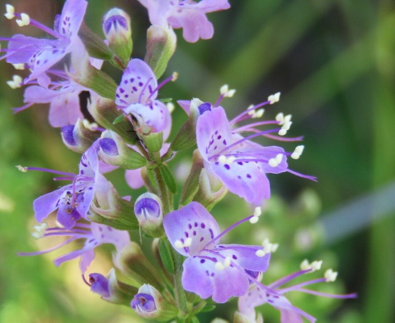 Florida Balm