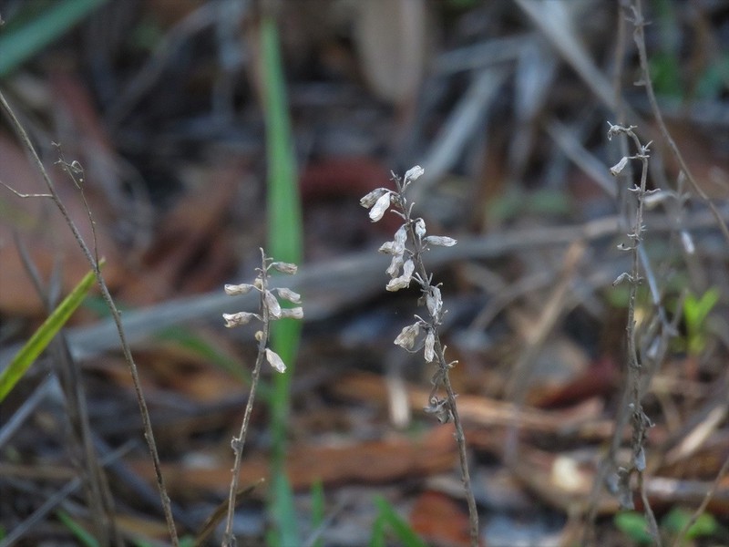 Florida Balm photo 2