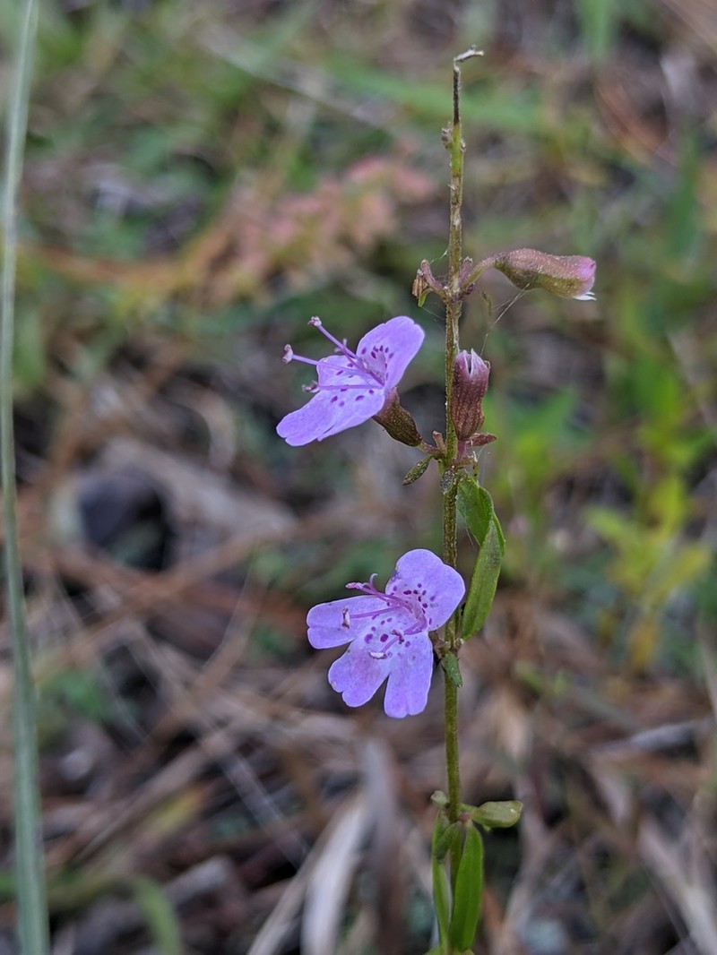 Florida Balm photo 4