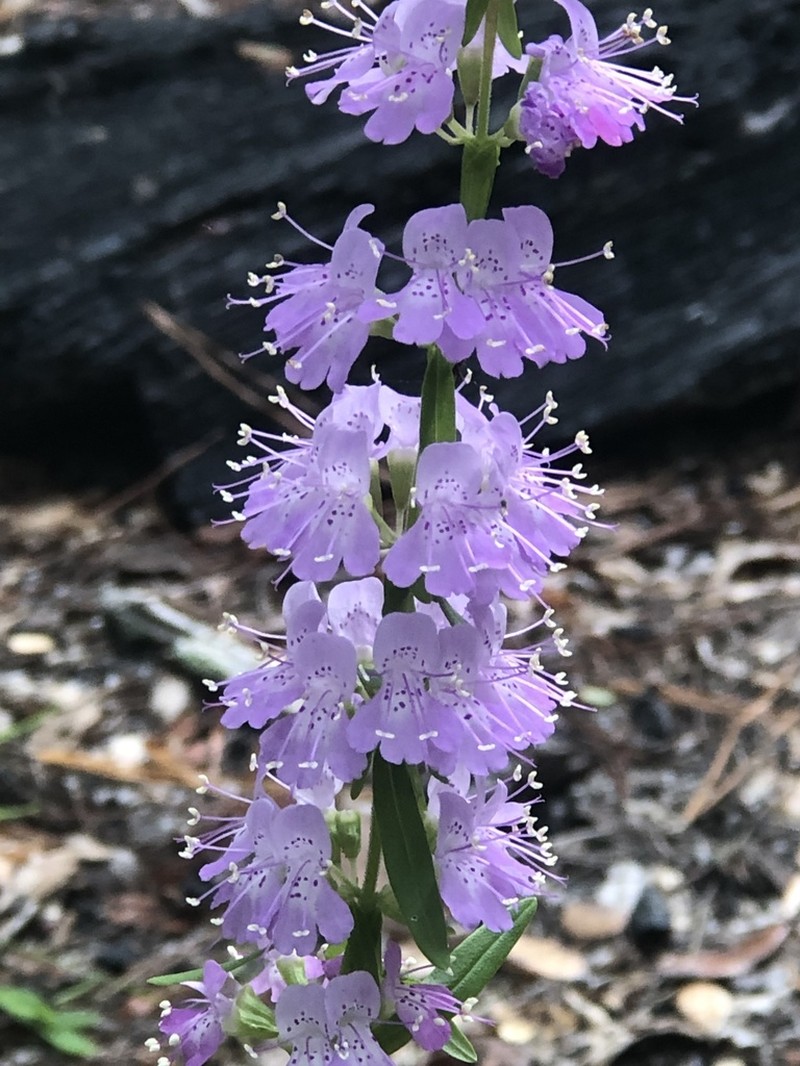 Florida Balm photo 5