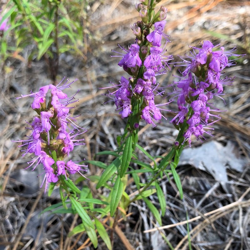 Florida Balm photo 6