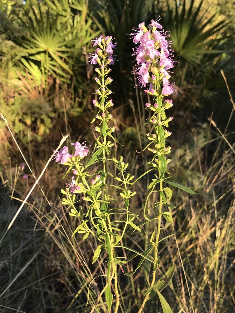 Florida Balm photo 7