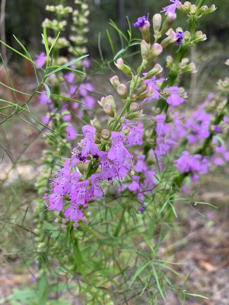 Florida Balm photo 8