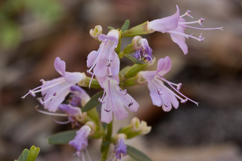 Scrub Balm