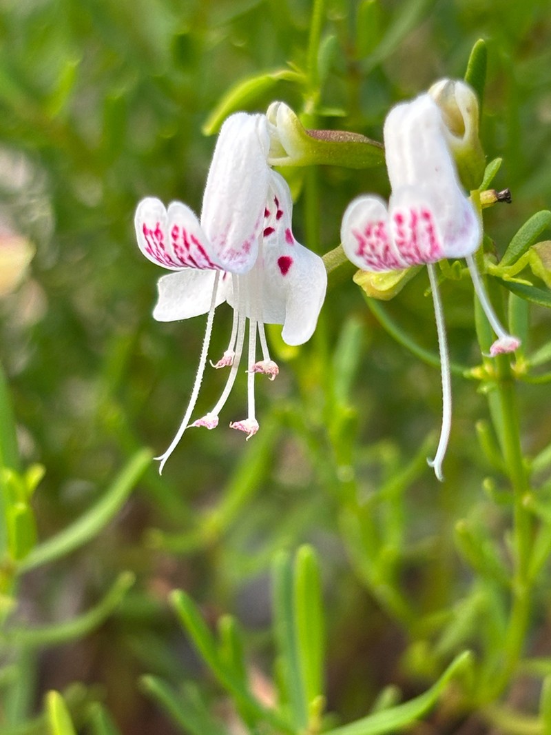 Scrub Balm photo 2