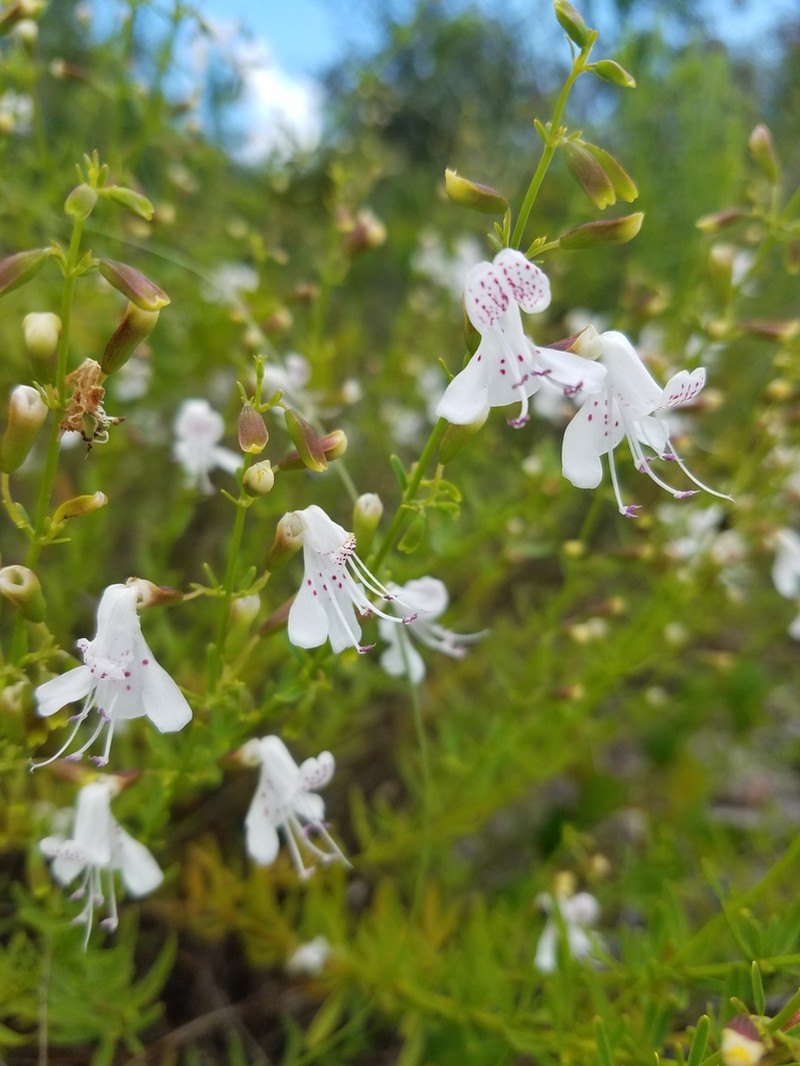 Scrub Balm photo 6