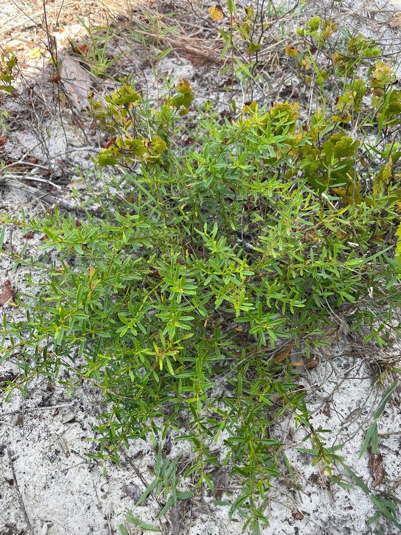 Scrub Balm photo 7