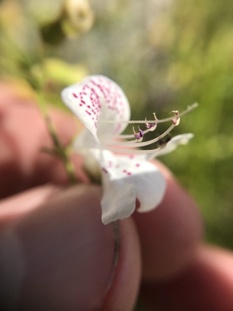 Scrub Balm photo 8