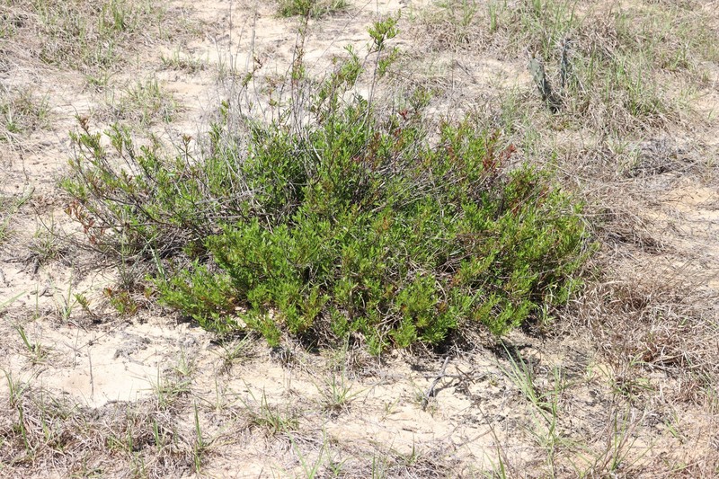 Dicerandra frutescens subsp. modesta