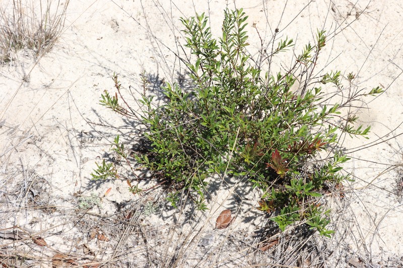 Dicerandra frutescens subsp. modesta photo 2