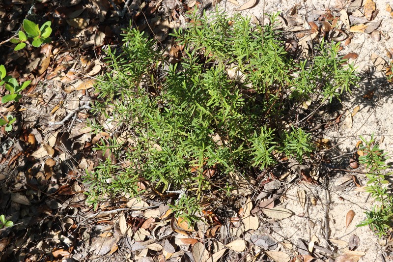 Dicerandra frutescens subsp. modesta photo 3