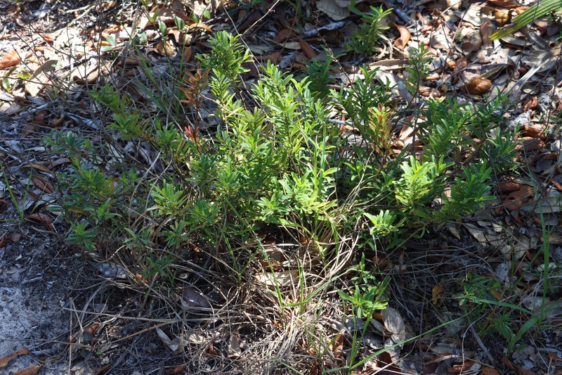 Dicerandra frutescens subsp. modesta photo 4