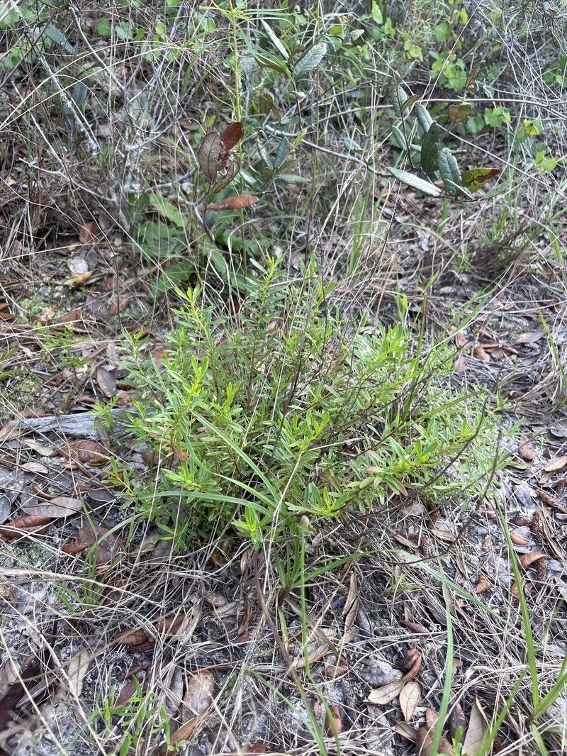 Dicerandra frutescens subsp. modesta photo 5