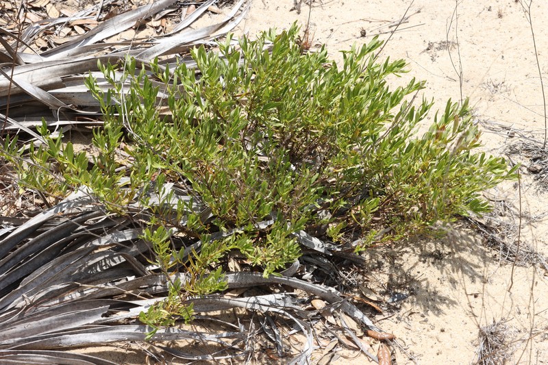 Dicerandra frutescens subsp. modesta photo 6