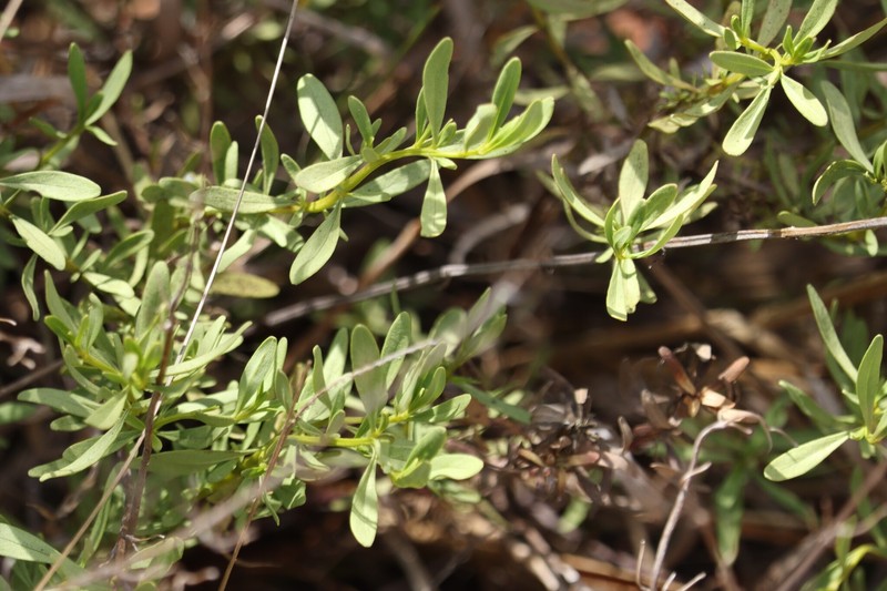 Dicerandra frutescens subsp. modesta photo 7
