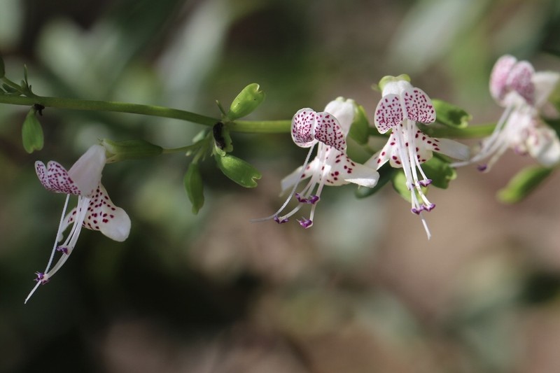 Dicerandra frutescens subsp. modesta photo 8