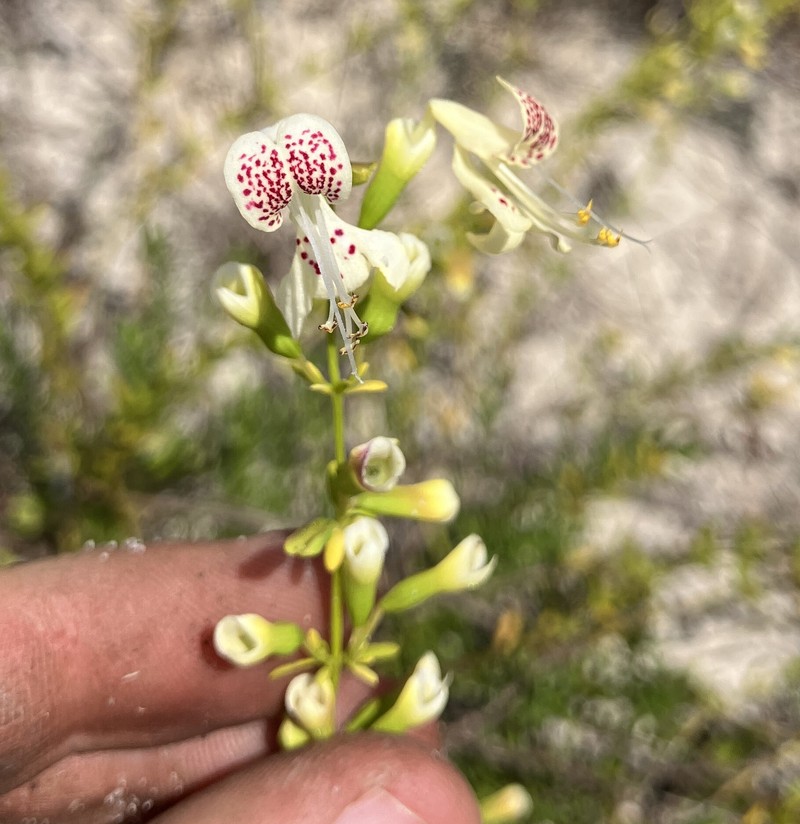 Lake Wales Balm photo 3