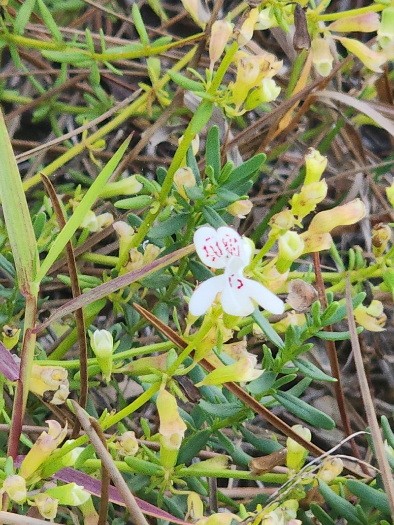 Lake Wales Balm photo 5