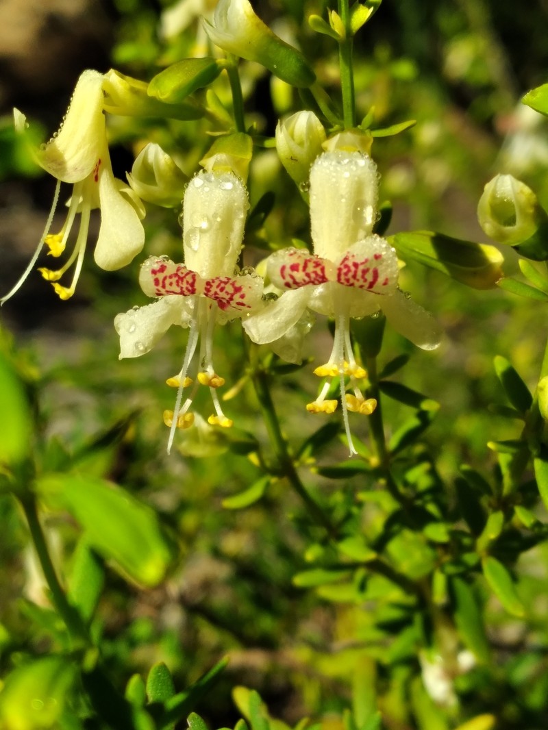 Lake Wales Balm photo 7